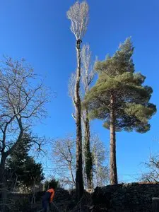 Tala y poda de árboles en altura Soria Arboricultura Podas y talas de árboles en altura Soria Arboricultura